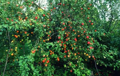 Plenty of fruit on the Apple tree at summer season Stock Photos