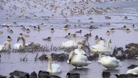 Plenty of goosanders, mute swans, mallards in the cold winter morning, floating. Stock Footage 171589962
