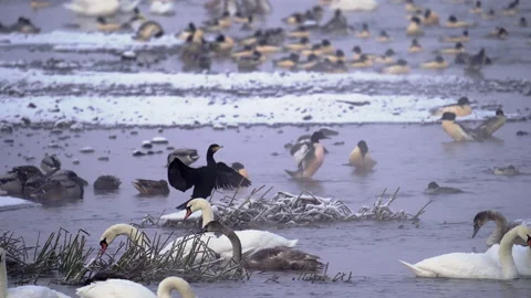 Plenty of goosanders, mute swans, mallards in the cold winter morning, floating. Stock Footage 171590087
