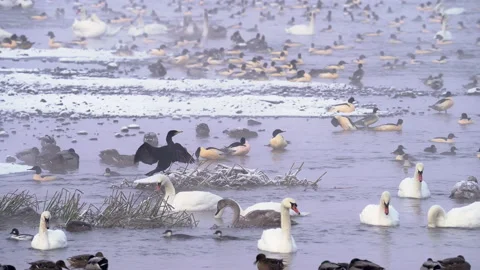 Plenty of goosanders, mute swans, mallards in the cold winter morning, floating. Stock Footage 202299186