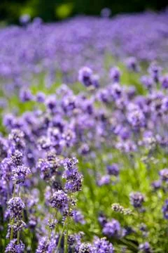 Plenty lavender in the field Stock Photos