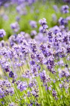 Plenty lavender in the field Stock Photos