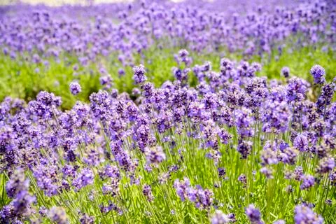 Plenty lavender in the field 写真素材