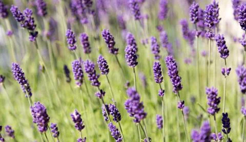 Plenty of Lavender Stock Photos