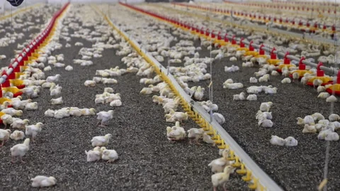 Plenty of little chicks sit on the floor of the poultry factory. Stock Footage 293159000