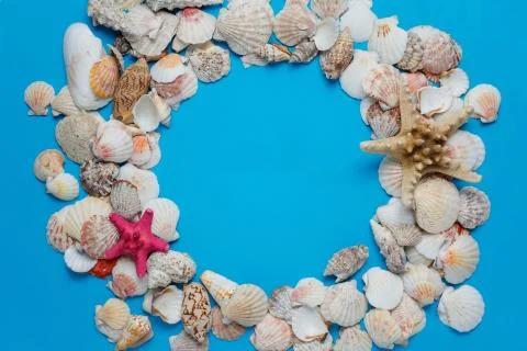 Plenty Nice Exotic Conch Composition Circle Frame Stock Photos
