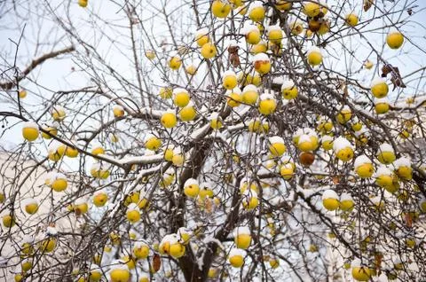 Plenty old apples sag on tree in snow in winter Stock Photos