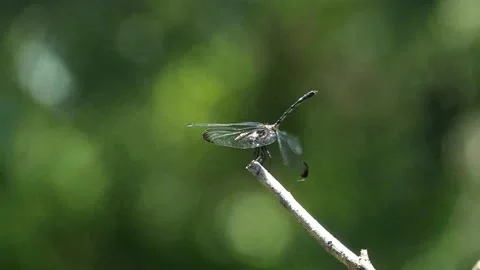 With plenty of other branches, big orange dragonfly displaces smaller silver one Vídeo Stock 159040495