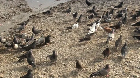  Plenty of pigeons at a sea Stock Footage 35184217