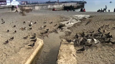 Plenty of pigeons at a sea Video stock 35184232