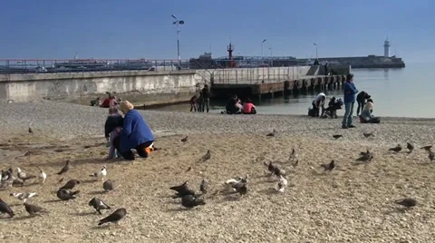 Plenty of pigeons at a sea Stock Footage 35184242