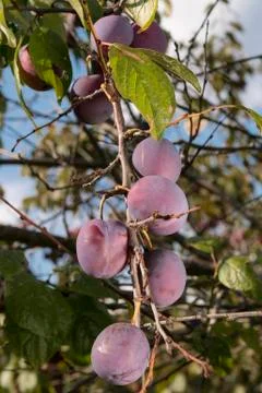 Plenty of plums Stock Photos
