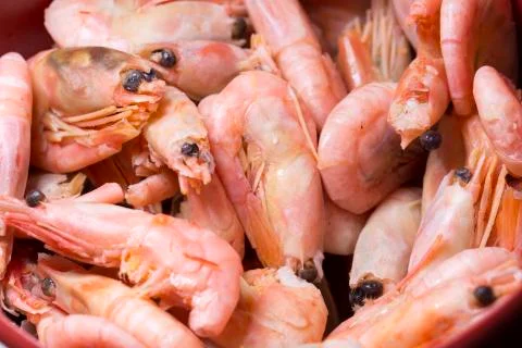 Plenty of Shrimp Close Up Stock Photos
