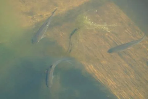 Plenty of small fish in the green pool Stock Photos