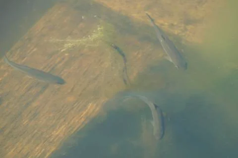 Plenty of small fish in the green pool Stock Photos