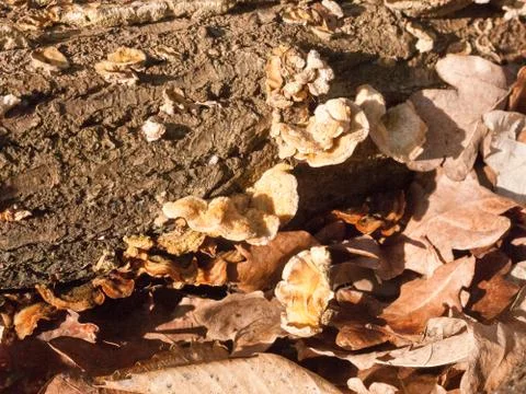 Plenty of small growing autumn bracket fungus on forest wooden tree stump Stock Photos