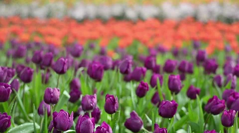 Plenty of tulip Stock Footage 34710192