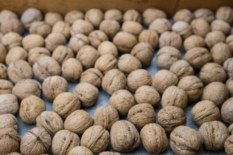 Plenty of walnuts Stock Photos