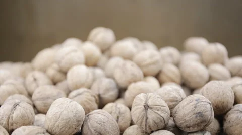 Plenty of walnuts on a table.  Two hands take a lot of nuts. Stock Footage 58480525