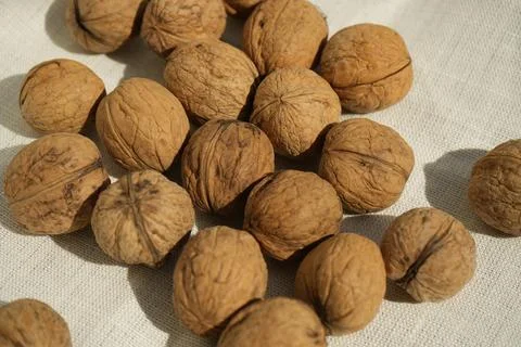 Plenty walnuts on a white tablecloth Stock-Fotos