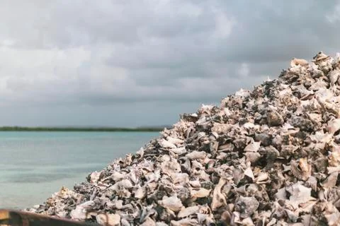 Plenty of white big shells on a beach with clouds, Bonaire, Caribbean Foto stock