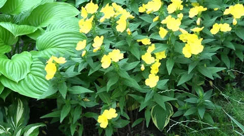 Plenty of yellow flowers Stock Footage 39718762