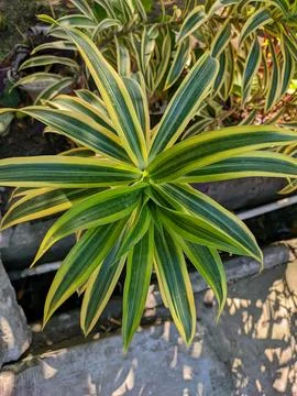 Pleomele Fotos Stock