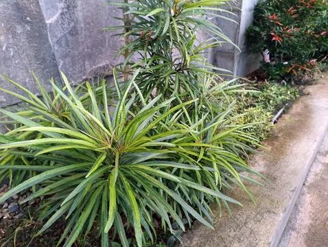 Plerandra elegantissima formerly called Schefflera and Dizygotheca Stock Photos