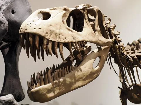 Plesiosaurios dinosaur skeleton skull detail Stock Photos