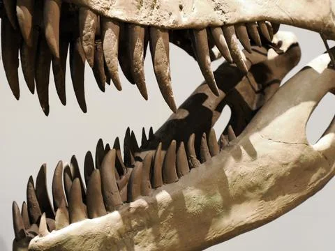 Plesiosaurios dinosaur skeleton skull detail Stock Photos
