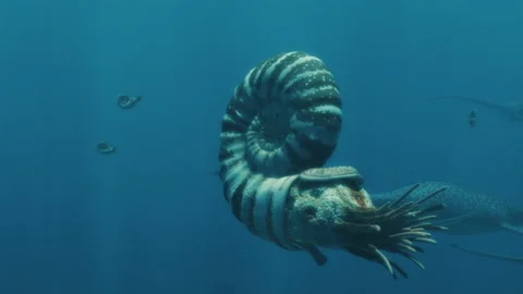 Plesiosaurs migrate in an ocean of ammonites Stock Footage 133436584