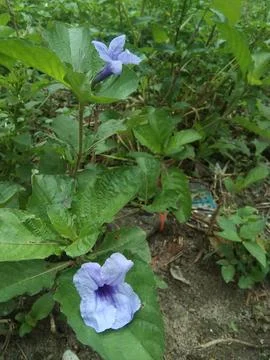 Pletekan Stock Photos