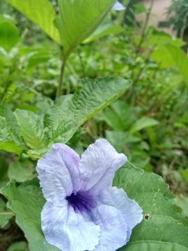 Pletekan Stock Photos