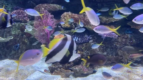 A Plethora of Fish Stock-Footage 123033986
