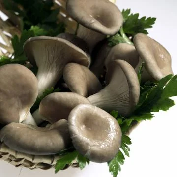 PLEUROTE Stock Photos
