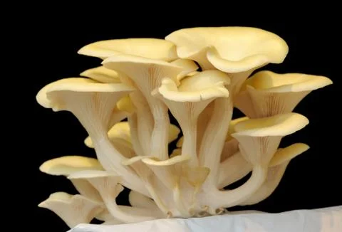Pleurotus cornucopiae Stock Photos