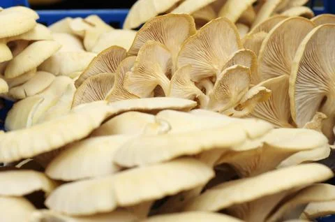 Pleurotus cornucopiae Stock Photos
