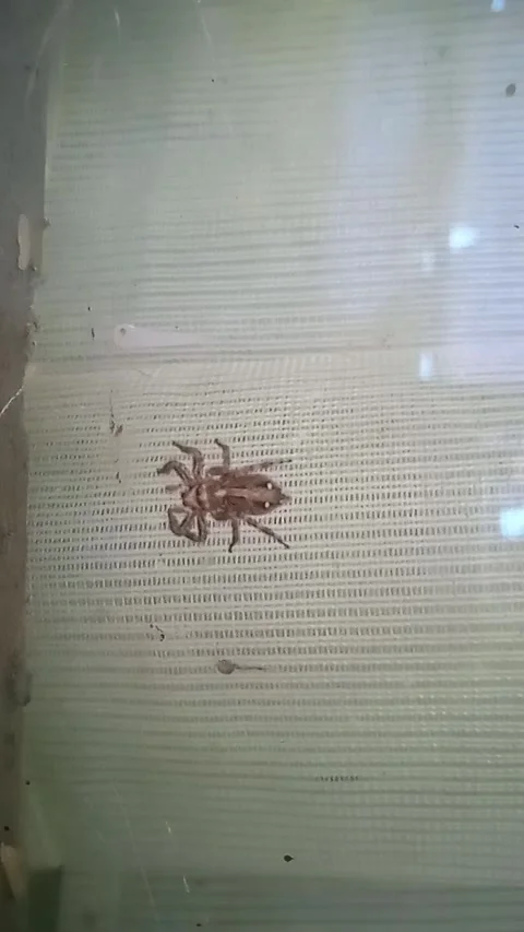 Plexippus baykulli Stock Footage 308205161