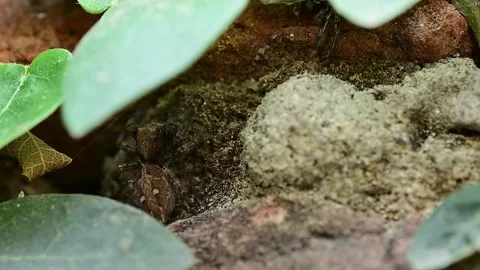 Plexippus paykulli spiders displaying mating behavior in natural habitat macro Stock Footage 336431363