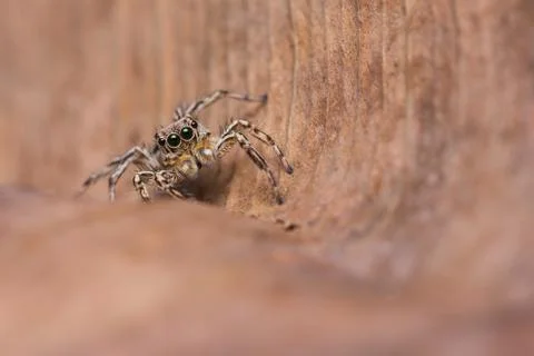 Plexippus petersi spider Stock Photos