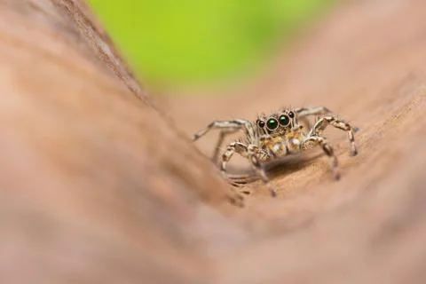 Plexippus petersi spider Stock Photos