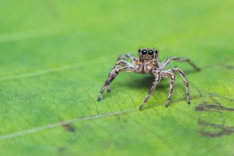 Plexippus petersi spider Stock Photos