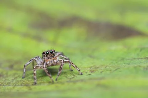 Plexippus petersi spider Stock Photos