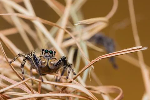 Plexippus petersi spider Stock Photos