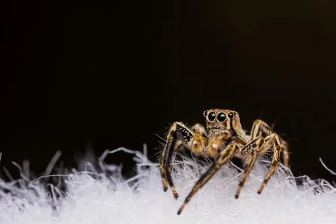 Plexippus petersi spider Stock Photos
