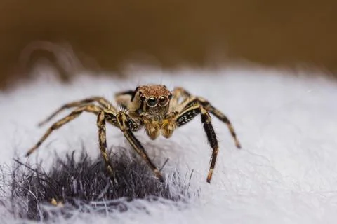 Plexippus petersi spider Stock Photos