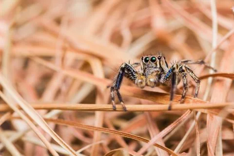Plexippus petersi spider Stock Photos