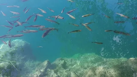 Plitvice Lakes, clear water with fish Stock Footage 73598201