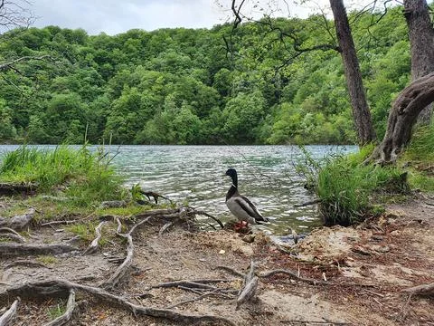 Plitvice Lakes Stock Photos