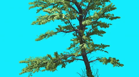 Plitvice Maple Chroma Key Blue Screen Inclined Tree With Green Leaves Tree is Stock Footage 56506314